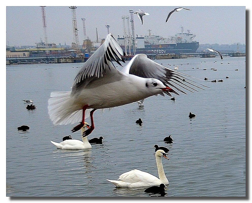 УТРЕННИЙ КОНТРОЛЬ ТЕРРИТОРИИ - Анатолий Восточный УТРЕННИЙ КОНТРОЛЬ ТЕРРИТОРИИ - Анатолий Восточный