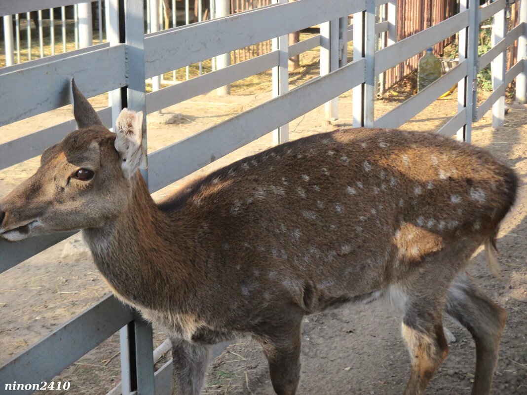 В ростовском зоопарке - Нина Бутко
