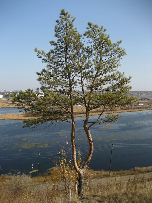 На сопке - Anna Ivanova На сопке - Anna Ivanova