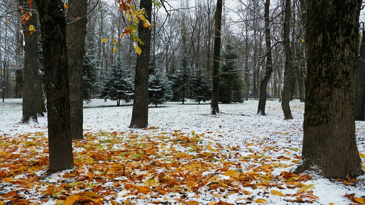 Городской сад в ноябре. - Милешкин Владимир Алексеевич 