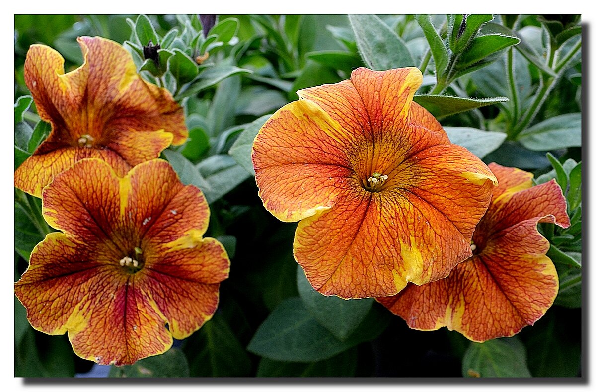 ПРЕЛЕСТИ РАННЕГО РАСЦВЕТА - Анатолий Восточный ПРЕЛЕСТИ РАННЕГО РАСЦВЕТА - Анатолий Восточный