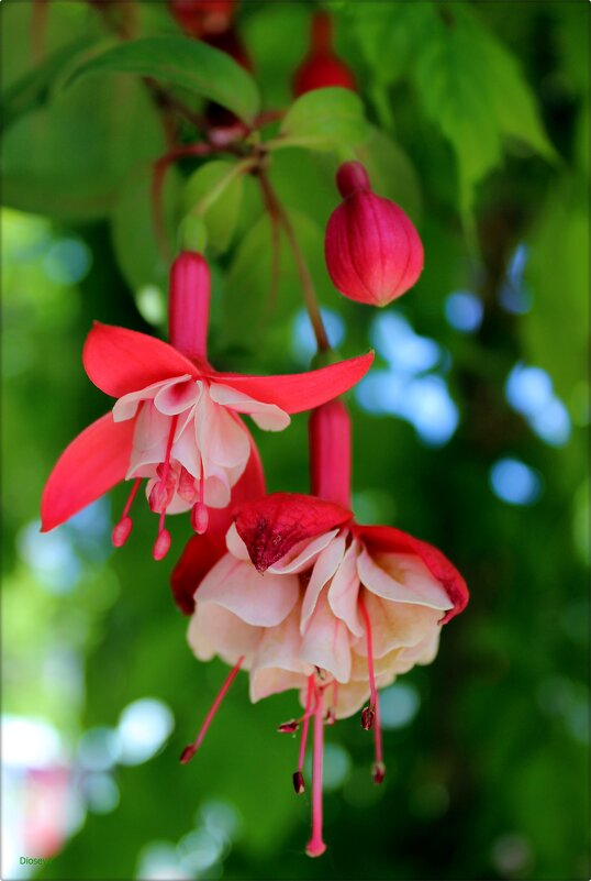 Фуксии - Татьяна Пальчикова