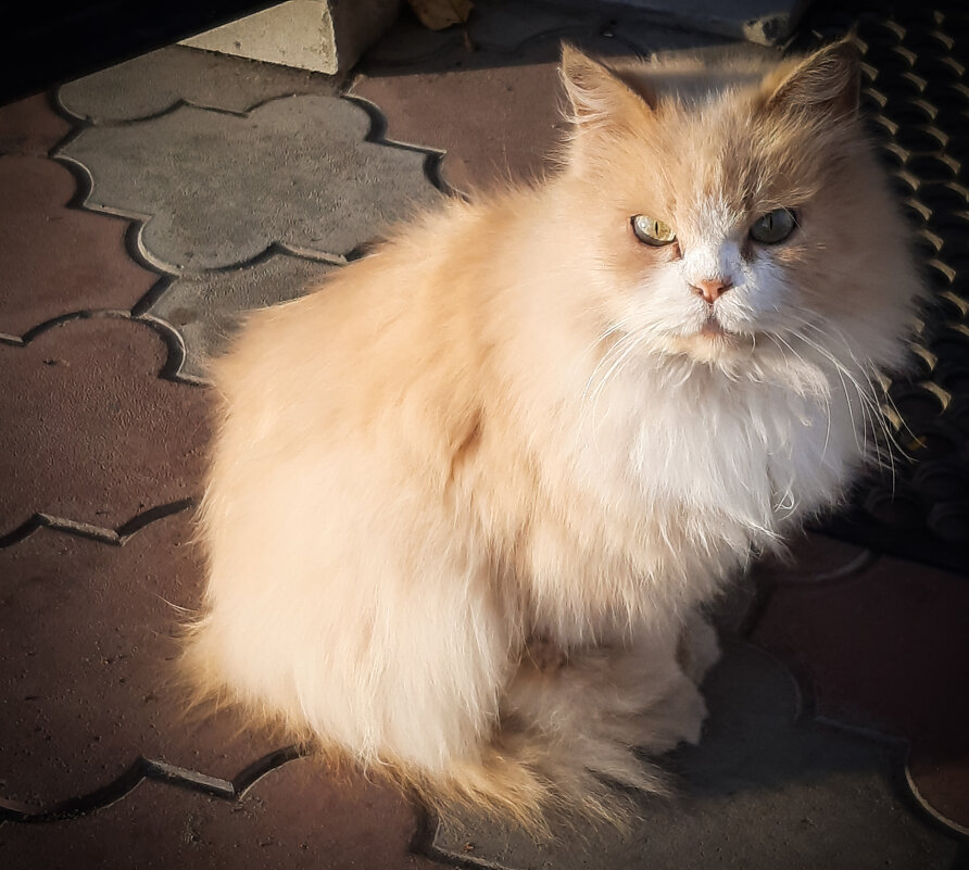 ### - Юлия Закопайло