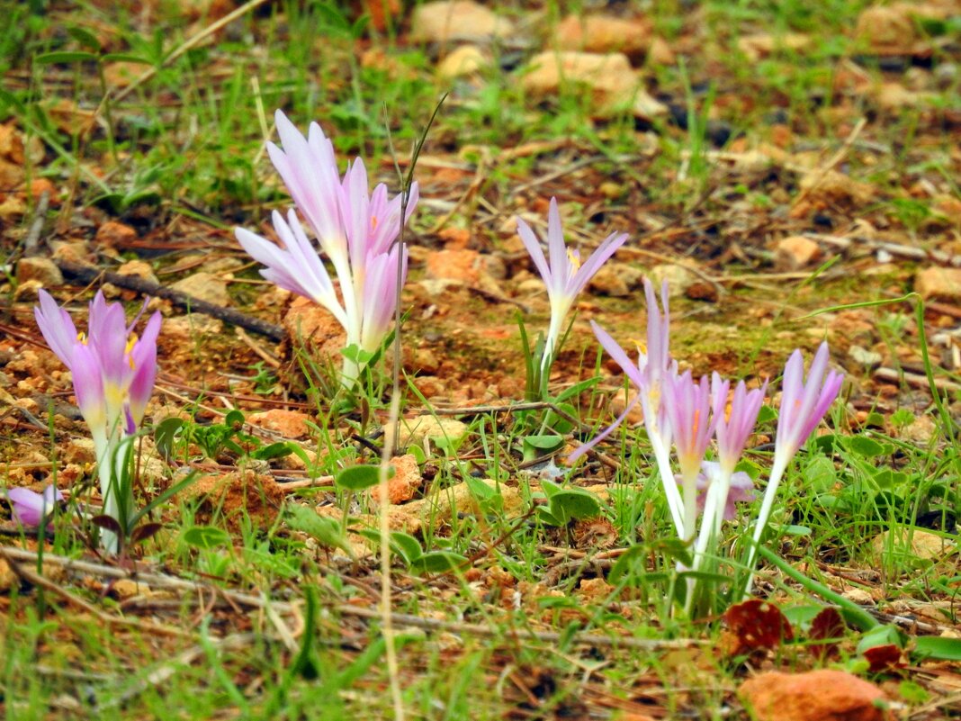 Безвременник Стевенаони .Colchicum arenarium - Гала 