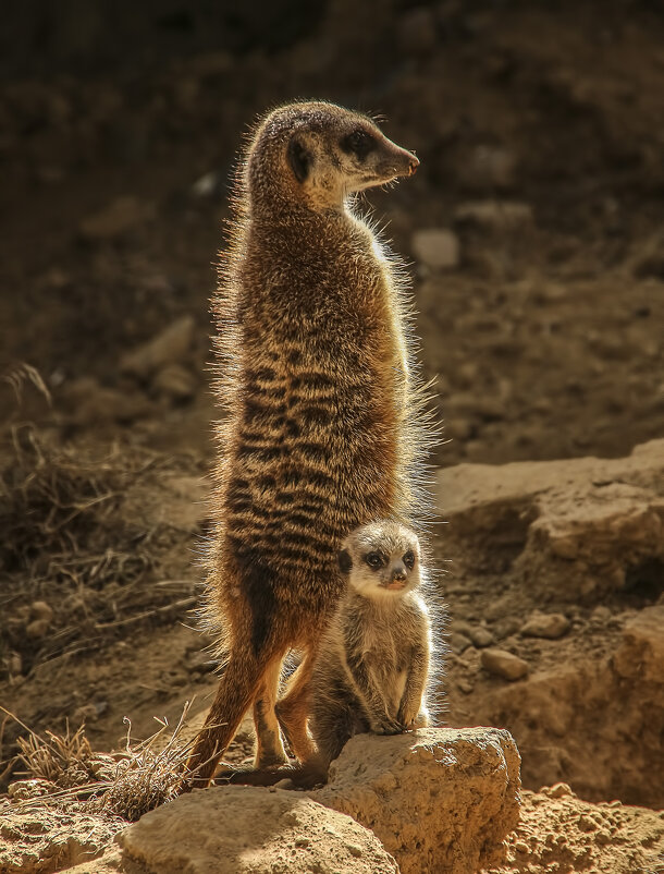 Круговая оборона - Alexander Andronik