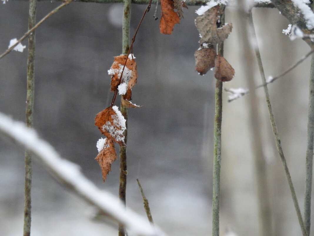 первый снег - ИННА ПОРОХОВА первый снег - ИННА ПОРОХОВА