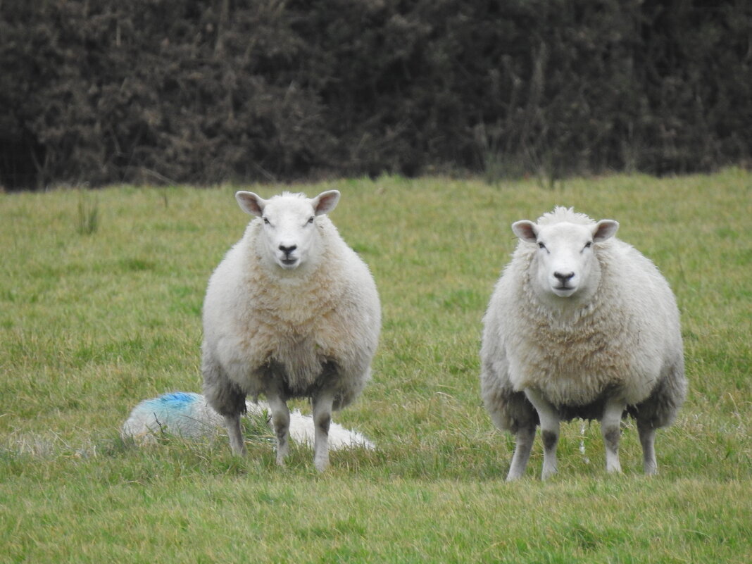 Овцы - Natalia Harries