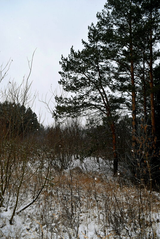 Сосенки на опушке. - ВикТор Быстров