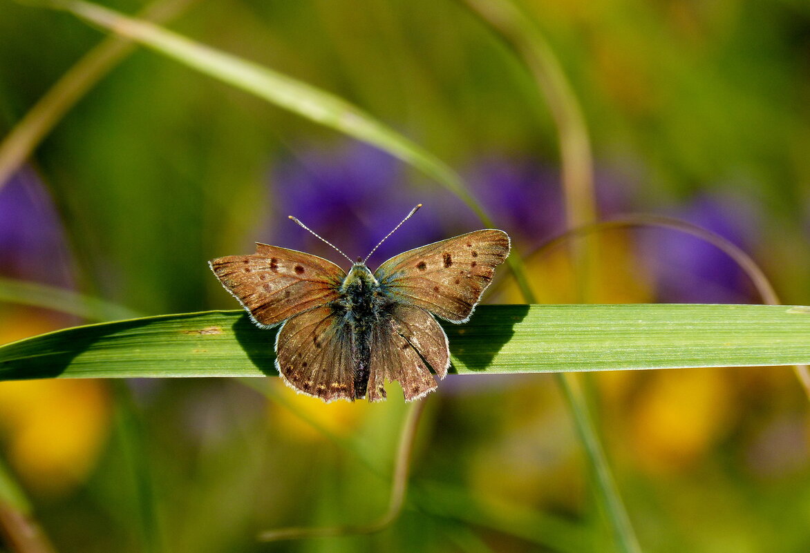 летние бабочки 5 - Александр Прокудин