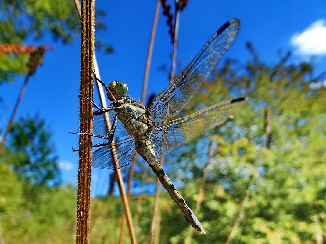 Прямобрюх белохвостый, или стрекоза беловершинная, (лат. Orthetrum albistylum  Самка.) - vodonos241 