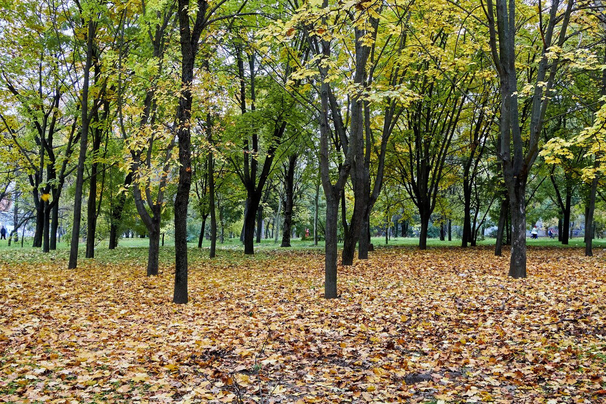 Осенний парк в Херсоне - Алексей Р.