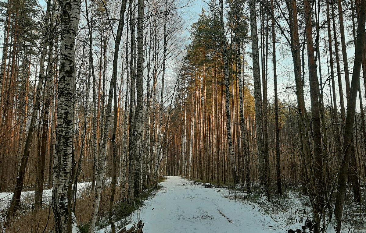 В лесопарке. Вчера выпал снег.... - Елена Павлова (Смолова)