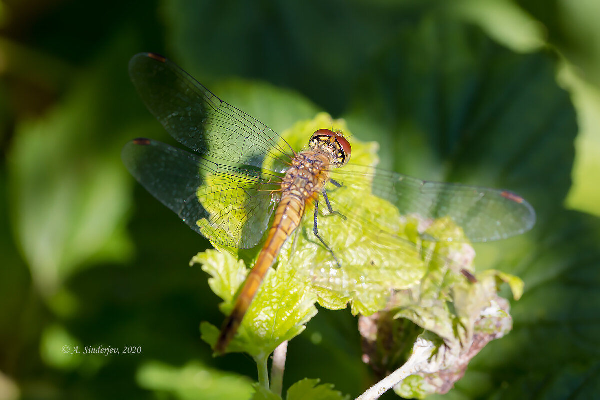 Жёлтая стрекоза - Александр Синдерёв