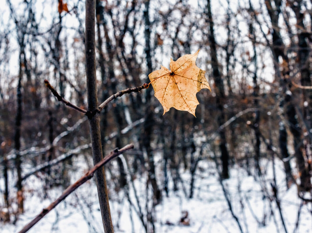 Лист.. - Юрий Стародубцев