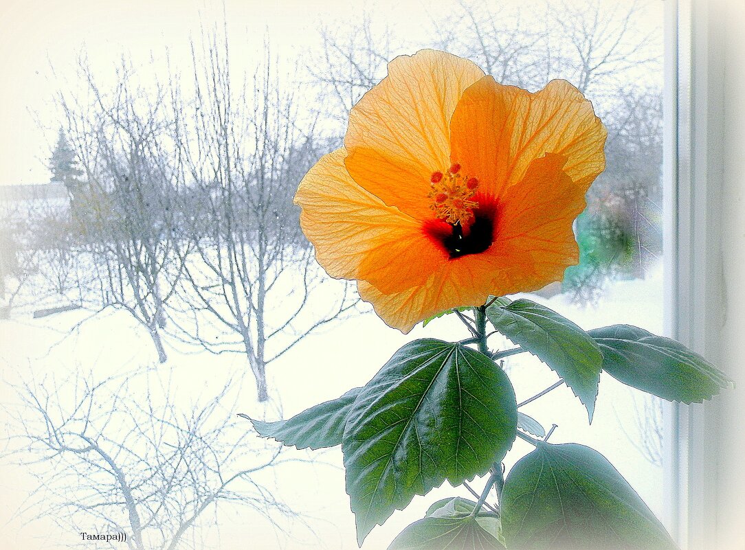 Солнышко в моем окне, стекло разъединяет Нежность и суровость. - TAMARA КАДАНОВА