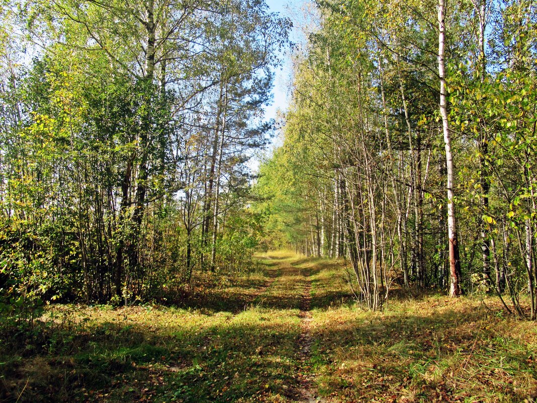 Осенний лес - Лариса 