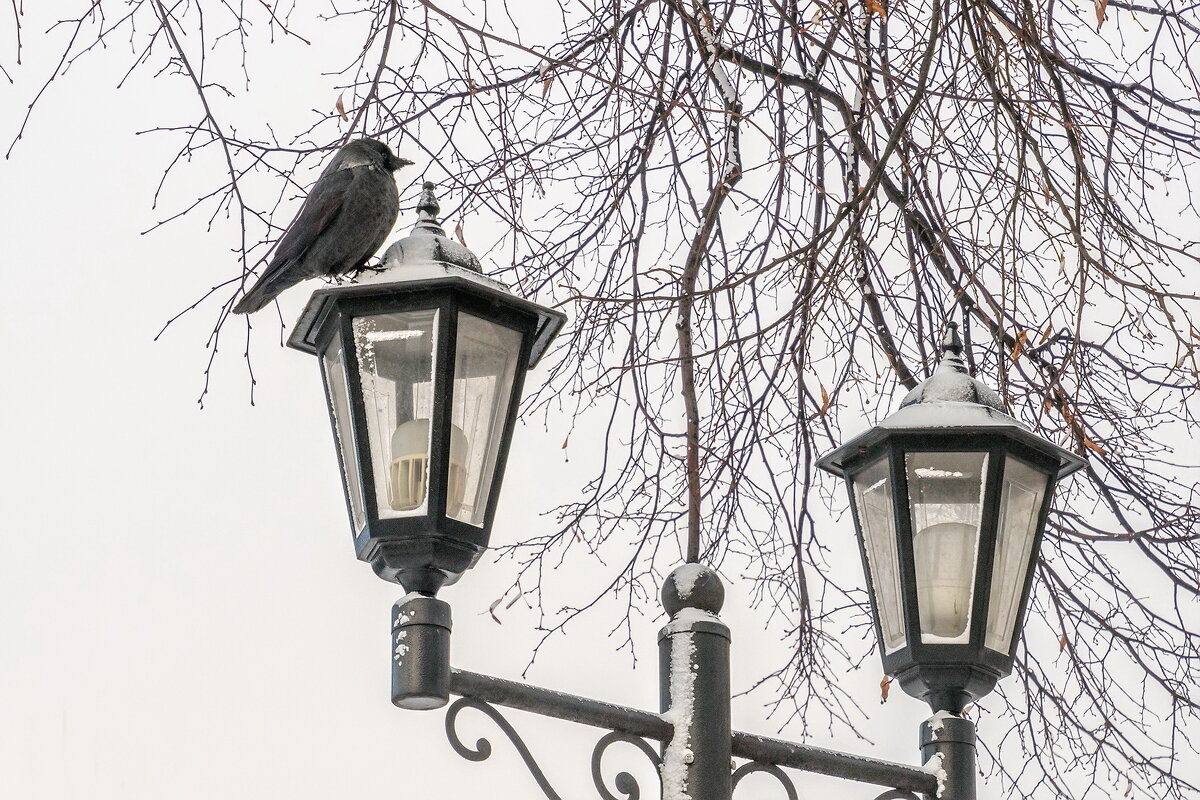 Главная по фонарям. - Анатолий. Chesnavik. Главная по фонарям. - Анатолий. Chesnavik.