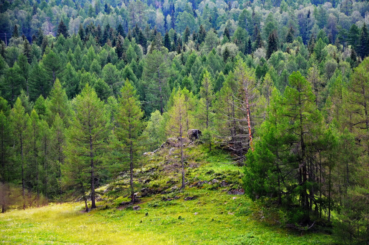 Внизу тайга - Галина 