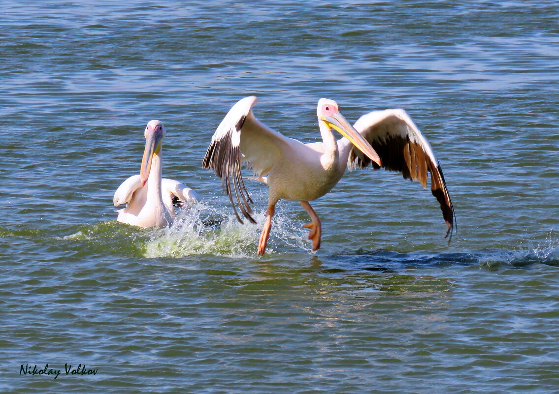 Пеликаны зимуют в Израиле. - Николай Волков Пеликаны зимуют в Израиле. - Николай Волков