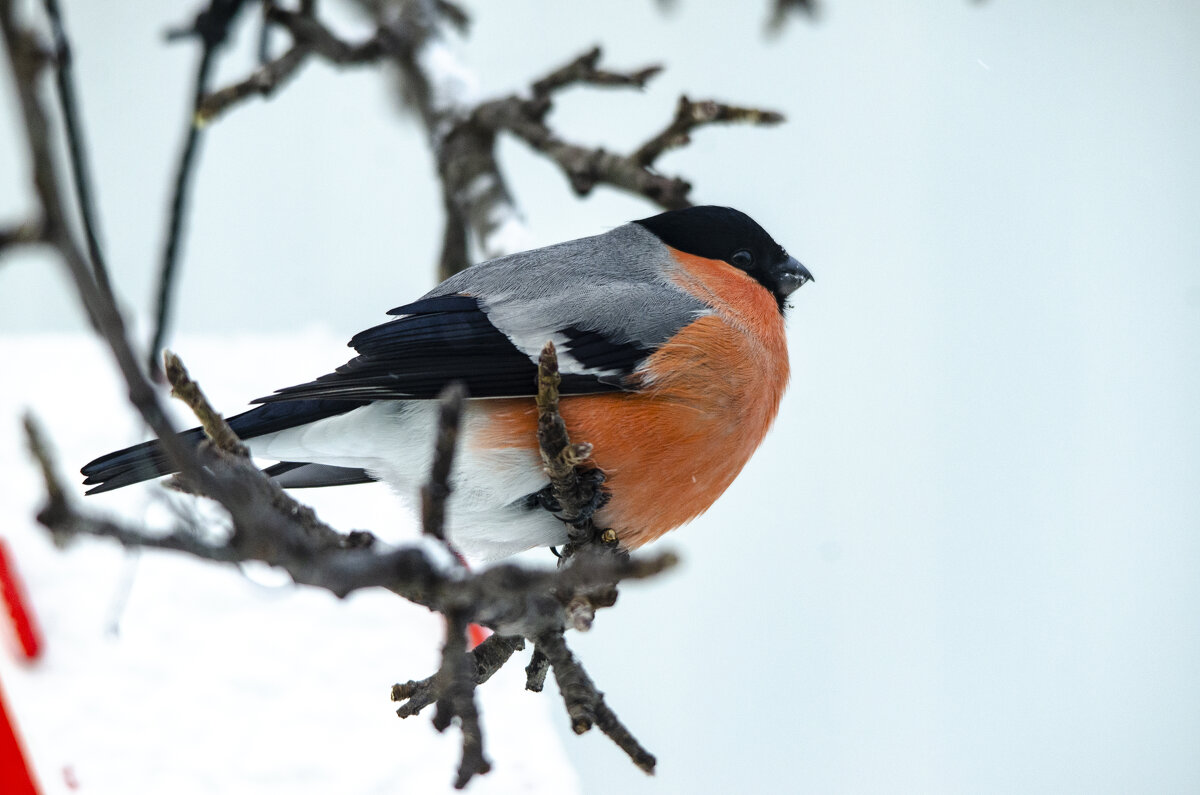 Снегирь прилетел полакомиться семечками - Ольга Прикуль