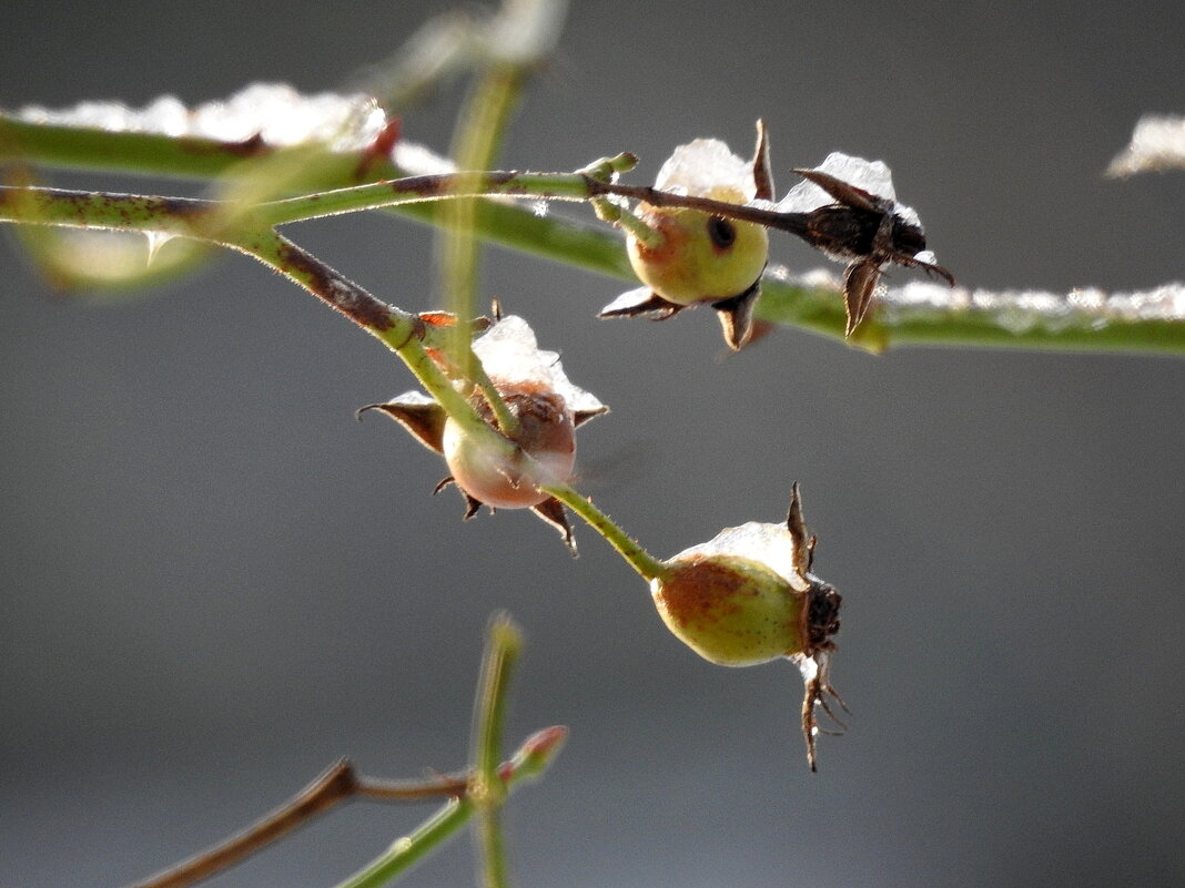 ***** - ИННА ПОРОХОВА