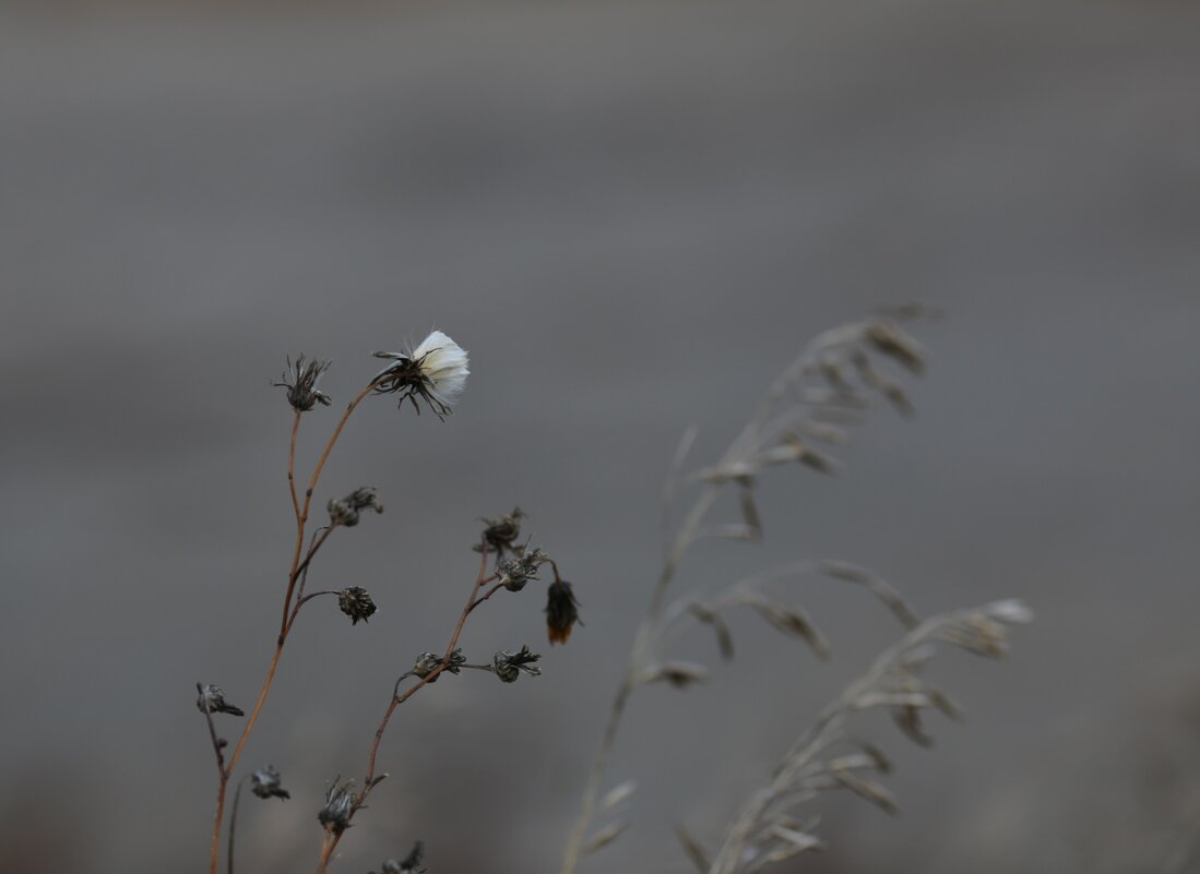 В ожидании снега - Сергей Михайлов В ожидании снега - Сергей Михайлов