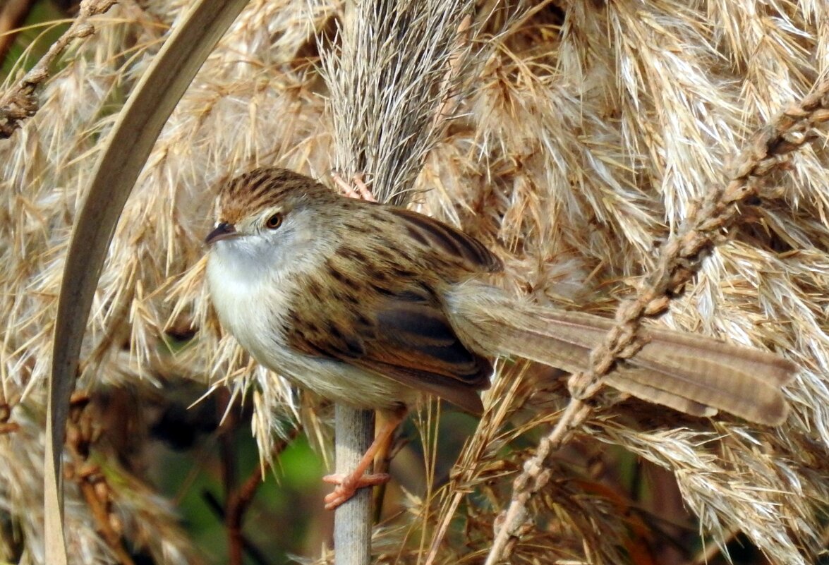 Приния изящная  Prinia gracilis - Гала 