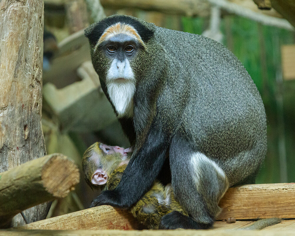 *** - Владимир Габов