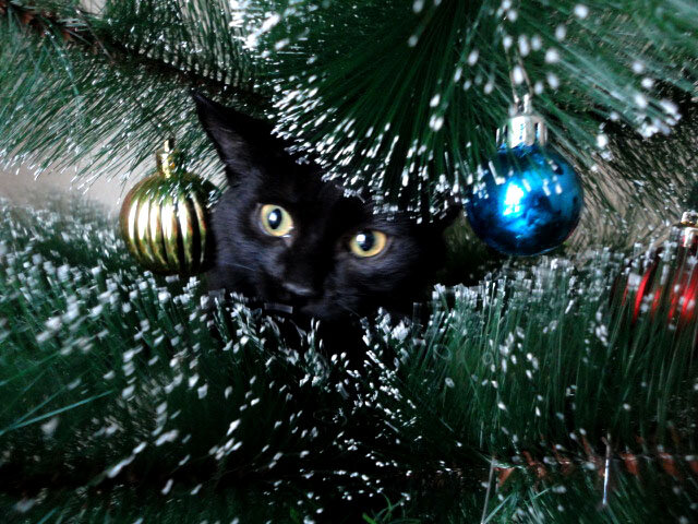 Касандра - Ольга Грязных