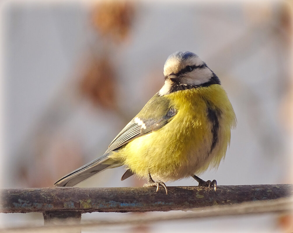 * - Елена Kазак (selena1965) * - Елена Kазак (selena1965)