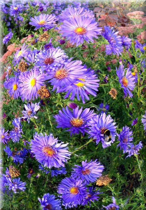 Осенние хризантемы. - Зоя Чария Осенние хризантемы. - Зоя Чария