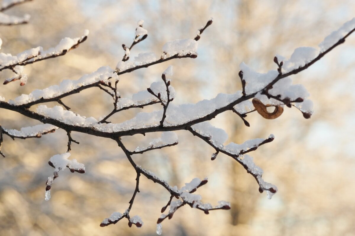 Зима в этюдах - wea * Зима в этюдах - wea *