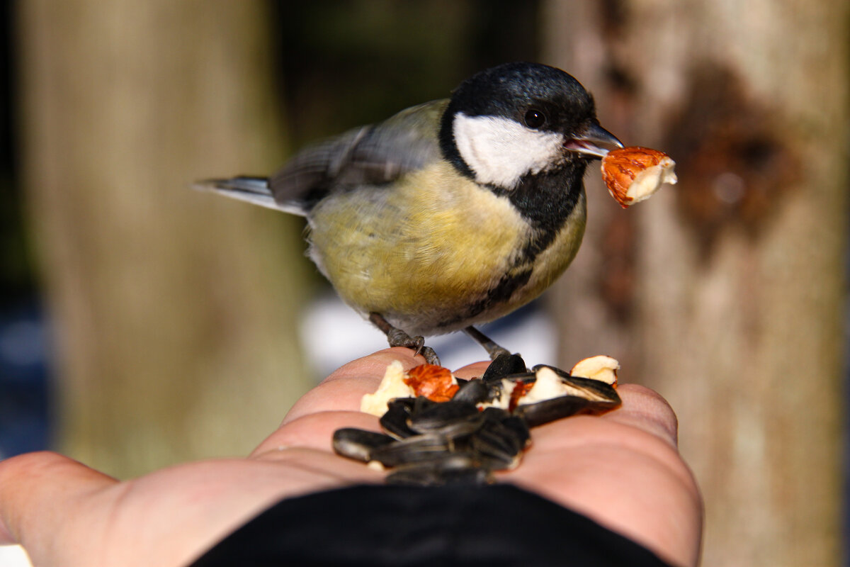 *** - Надежда Радбиль
