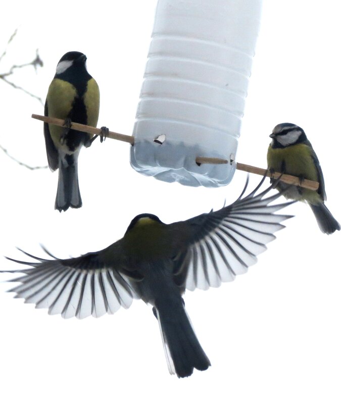 Покормим птиц! - Марина Прасолова Покормим птиц! - Марина Прасолова