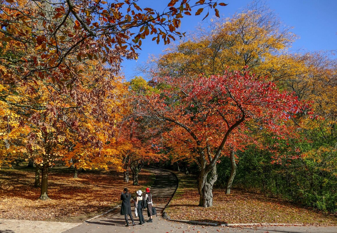 Друзья! Перенесёмся в самый большой парк Торонто (High Park). - Юрий Поляков