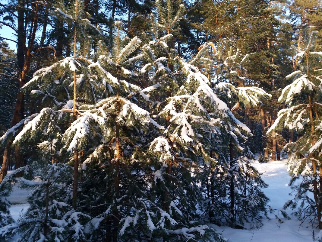 Первый день февраля - Galina Solovova