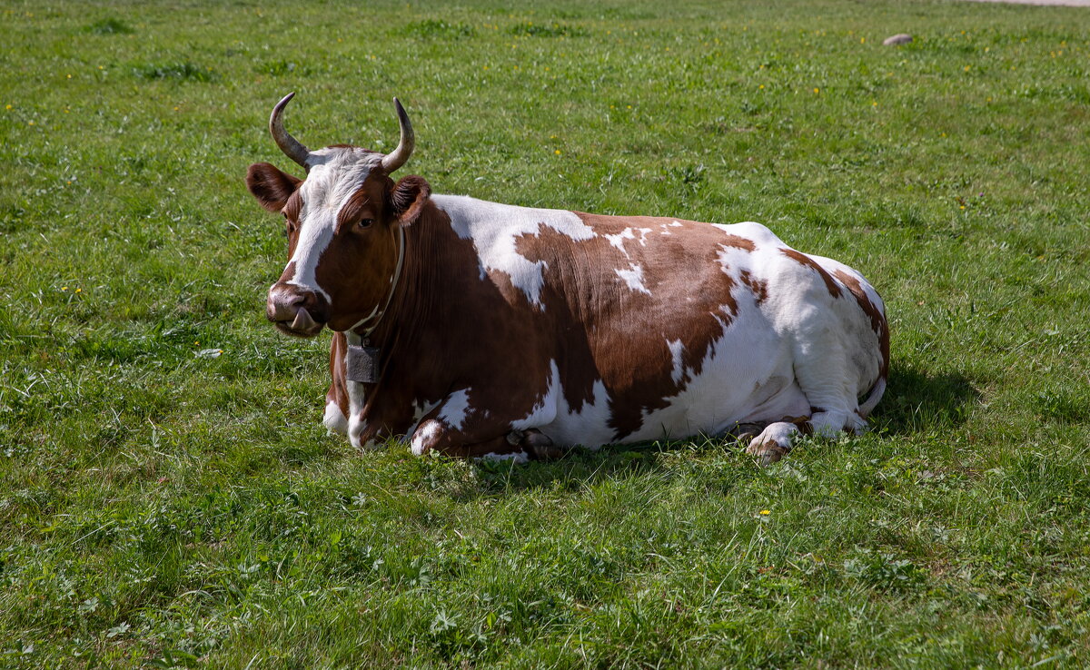 мандроги- онежское озеро. - юрий макаров