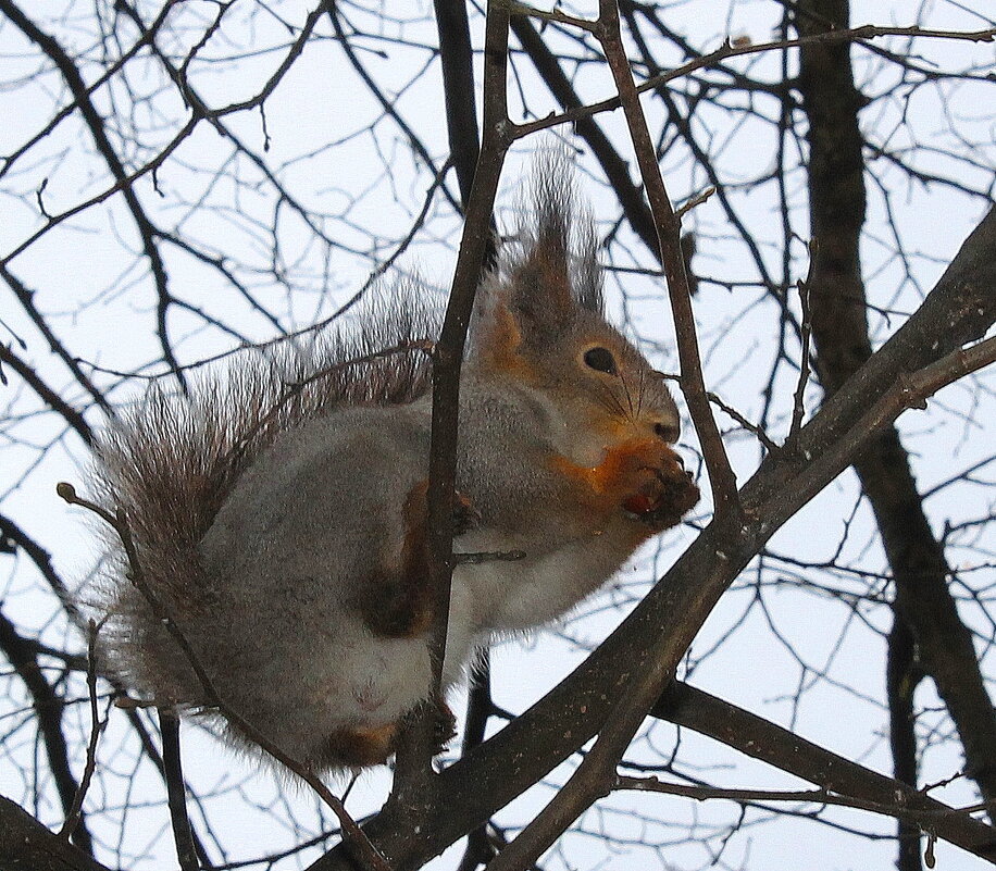 Встреча раннею весной.... - Tatiana Markova