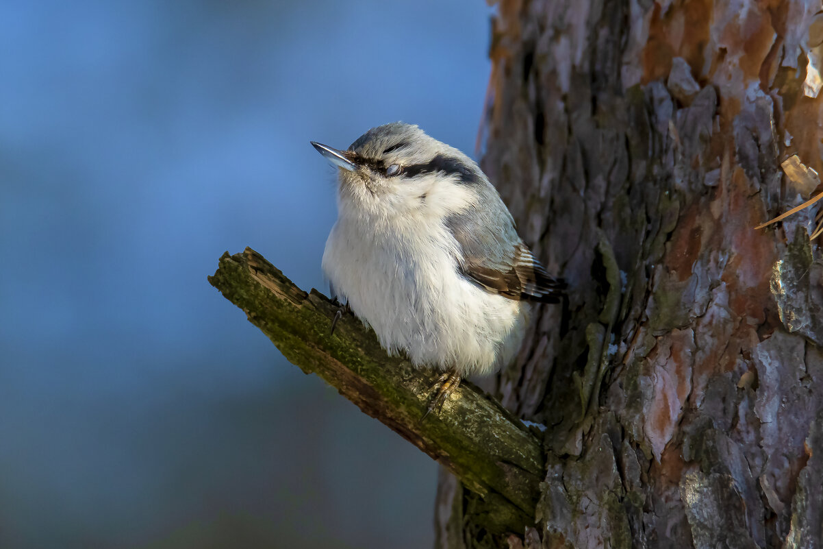 Поползень соня! - Валерий Шурмиль Поползень соня! - Валерий Шурмиль