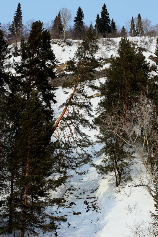 И на камнях растут деревья!!! - Радмир Арсеньев И на камнях растут деревья!!! - Радмир Арсеньев