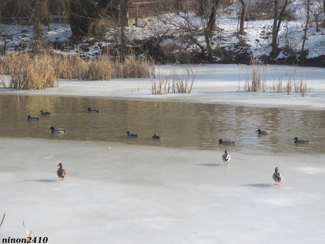 Зима в Ростове - Нина Бутко