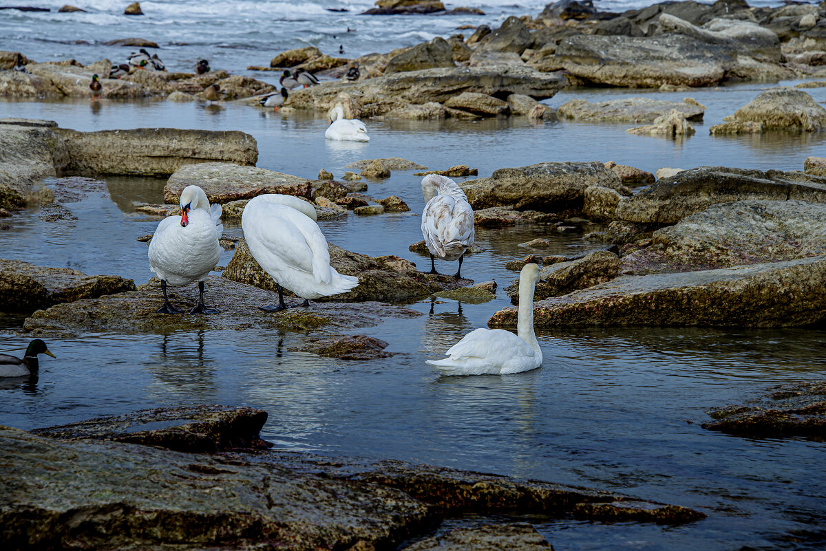 Лебеди - Анатолий Чикчирный Лебеди - Анатолий Чикчирный