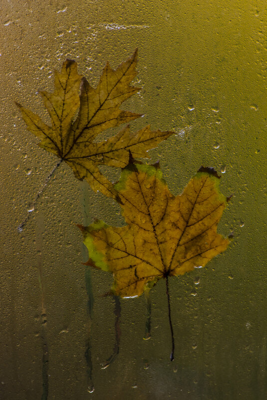 осенний натюрморт - олег добрый осенний натюрморт - олег добрый