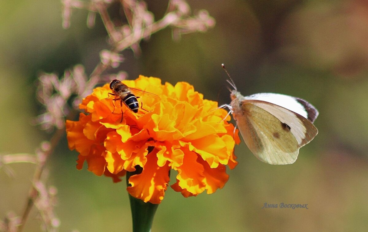 "За ваш столик можно присесть?" - Восковых Анна Васильевна 