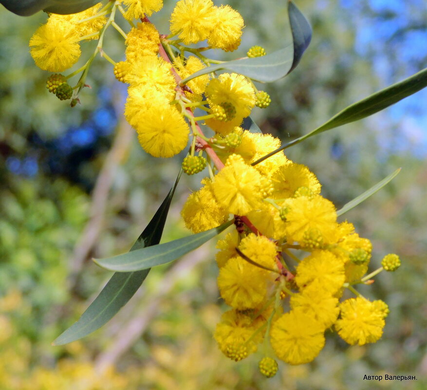 Мимоза зацвела, весна идёт. - Валерьян Запорожченко Мимоза зацвела, весна идёт. - Валерьян Запорожченко