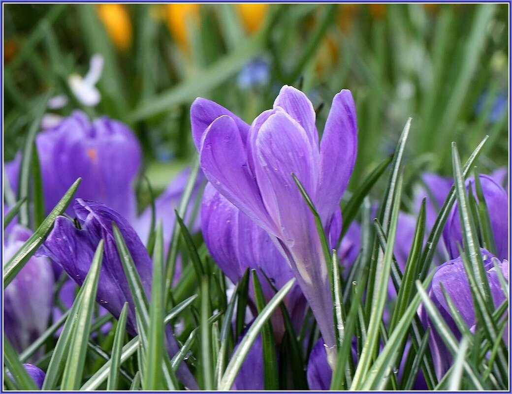 Поздравляю с Весной! - ZNatasha - Поздравляю с Весной! - ZNatasha -