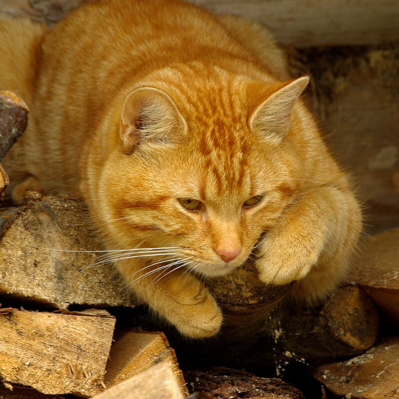 Рыжик... - Юрий Куликов