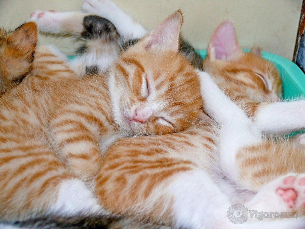 Рыжики - Игорь Волков Рыжики - Игорь Волков