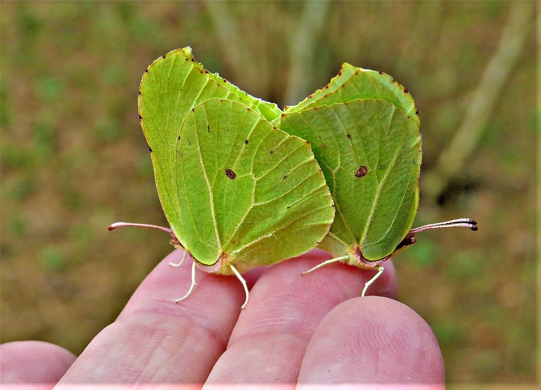 Лимонницы-первые бабочки - Ольга Митрофанова