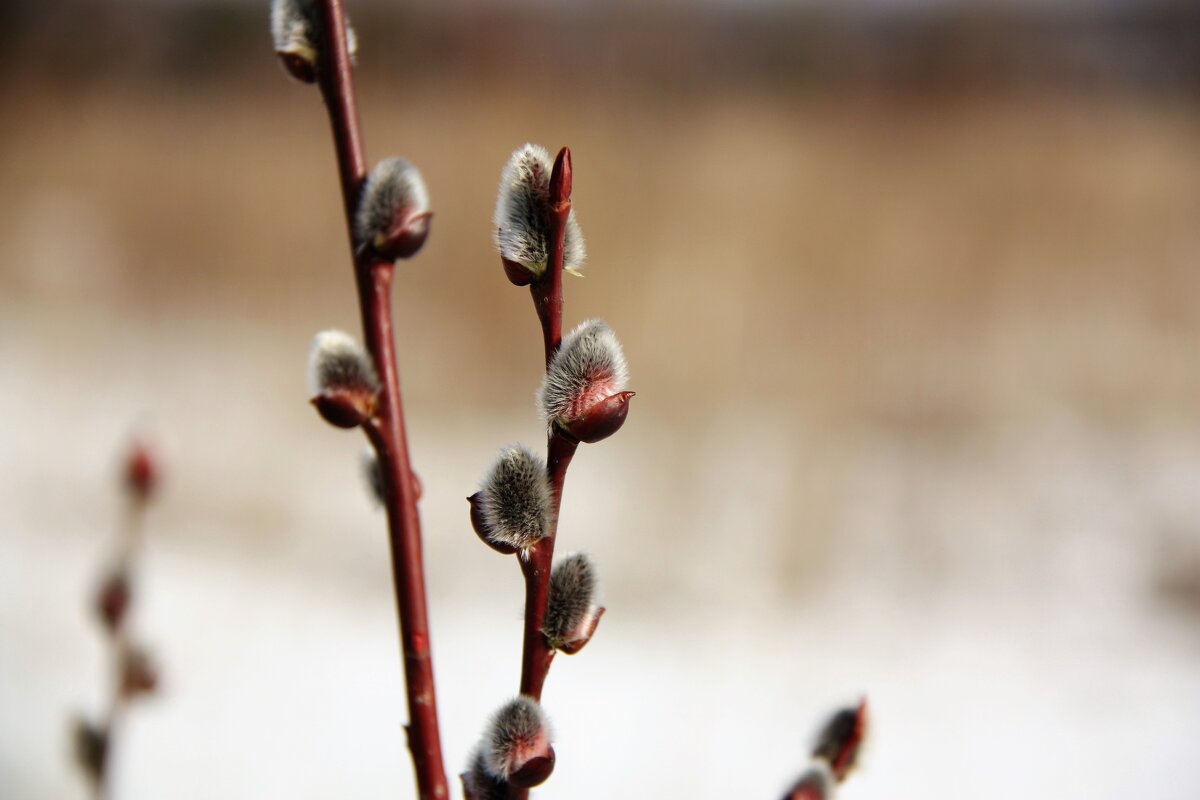 этюд - Владимир Холодницкий